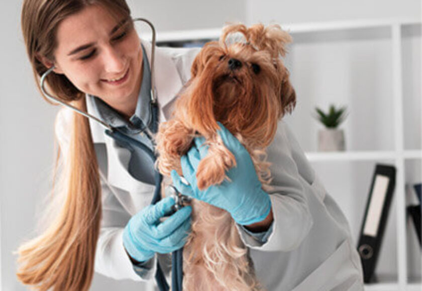 info-box-vet-care