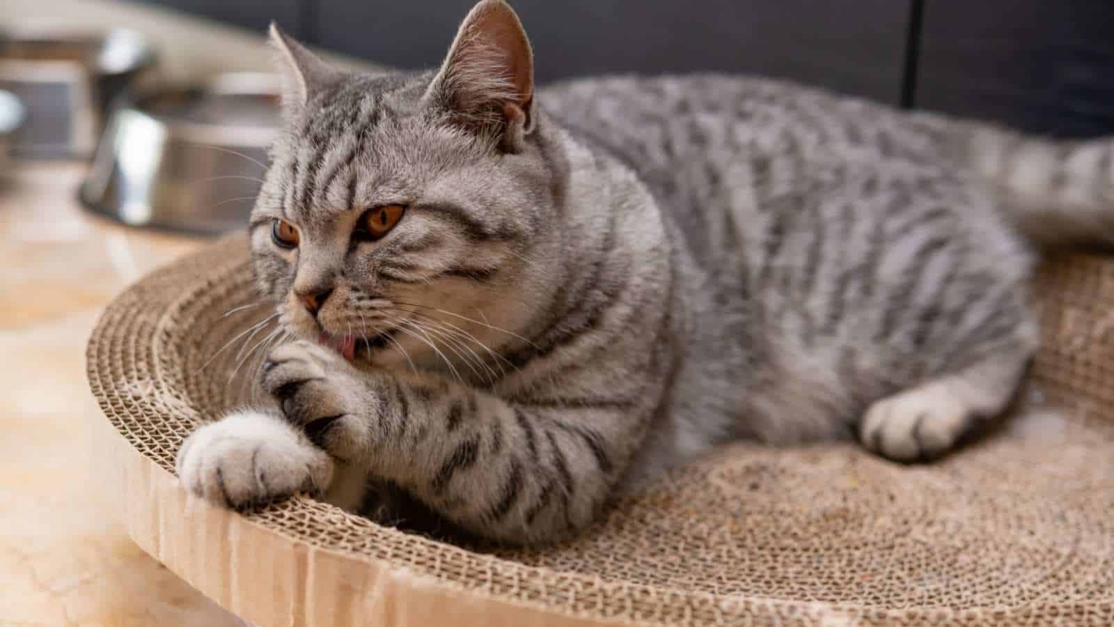 American-Shorthair-Cats