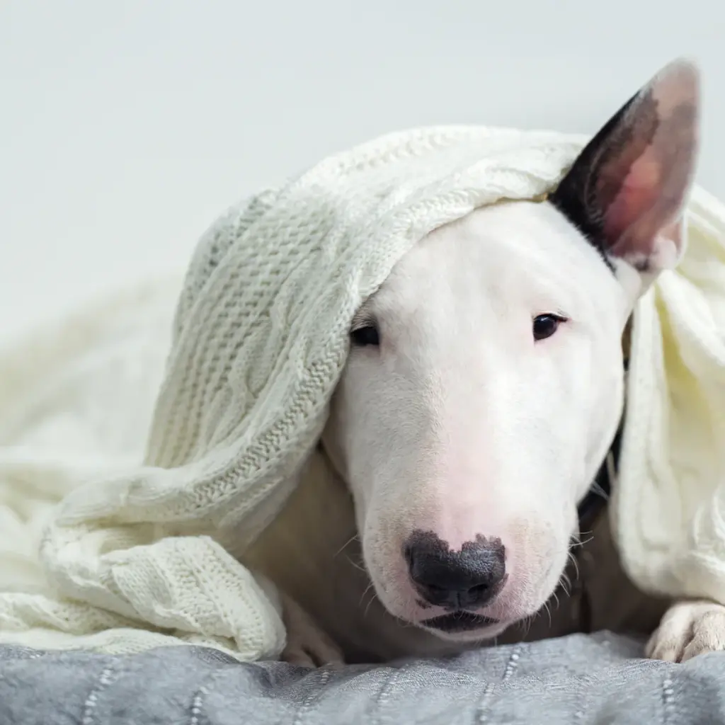 Bull_Terrier