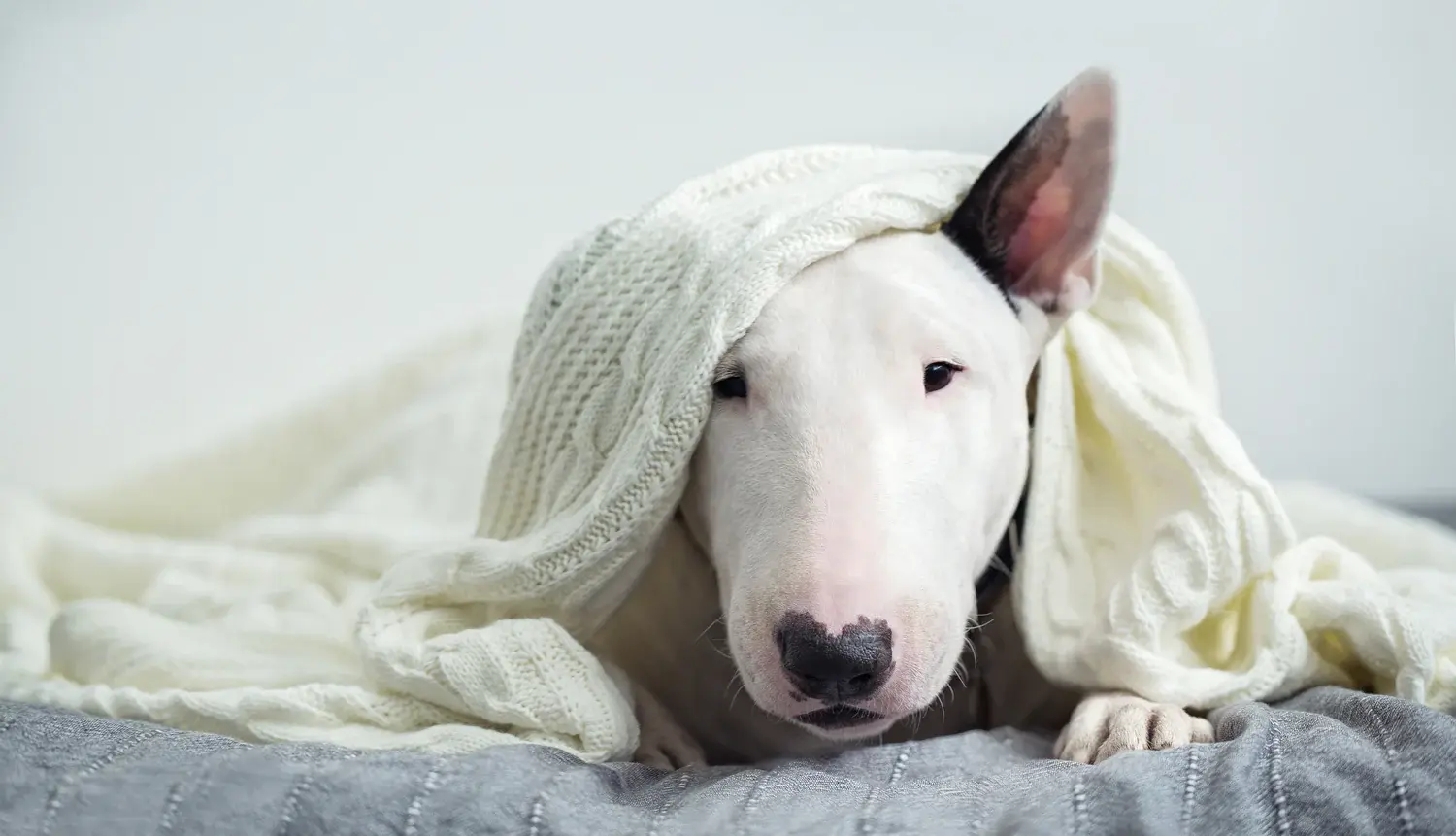 Bull_Terrier