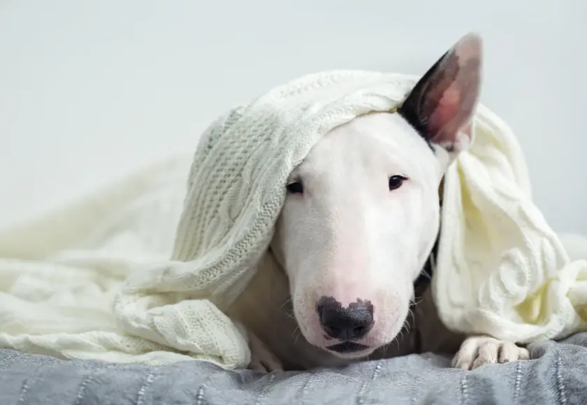 Bull_Terrier