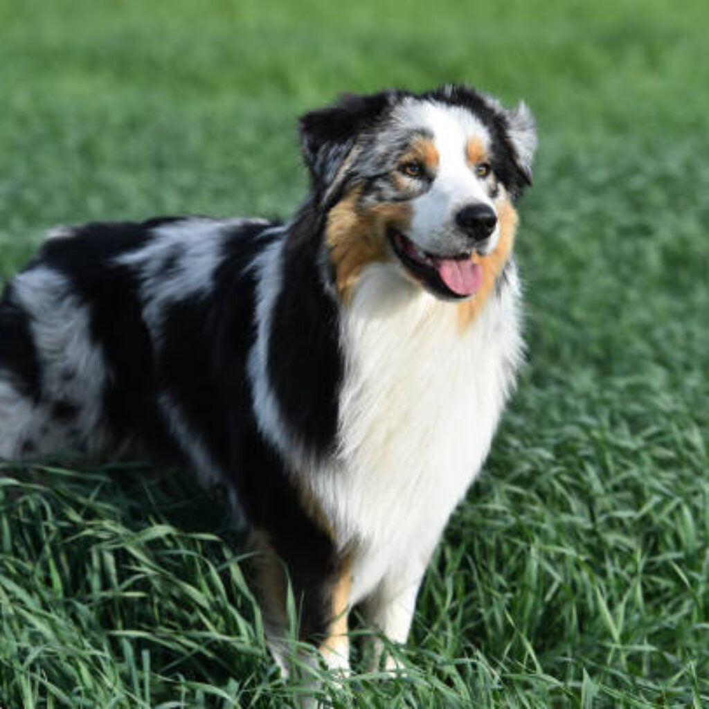 A puppy australian shepherd dog