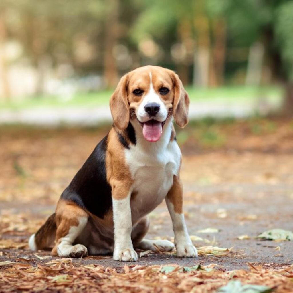 beagle-dog