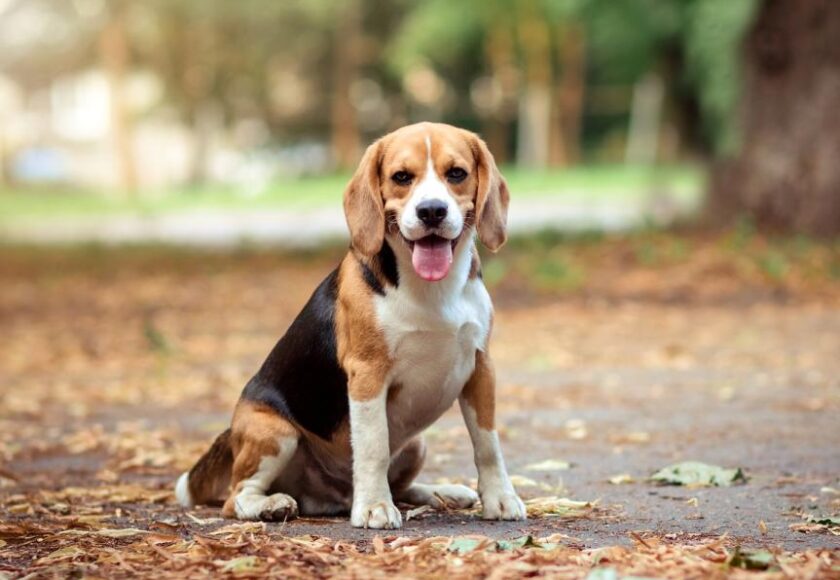 beagle-dog