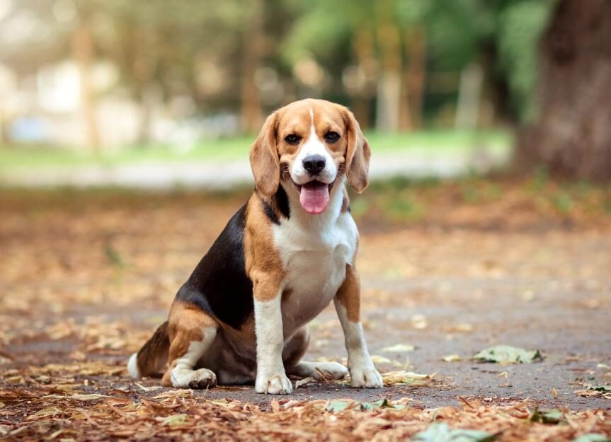 beagle-dog