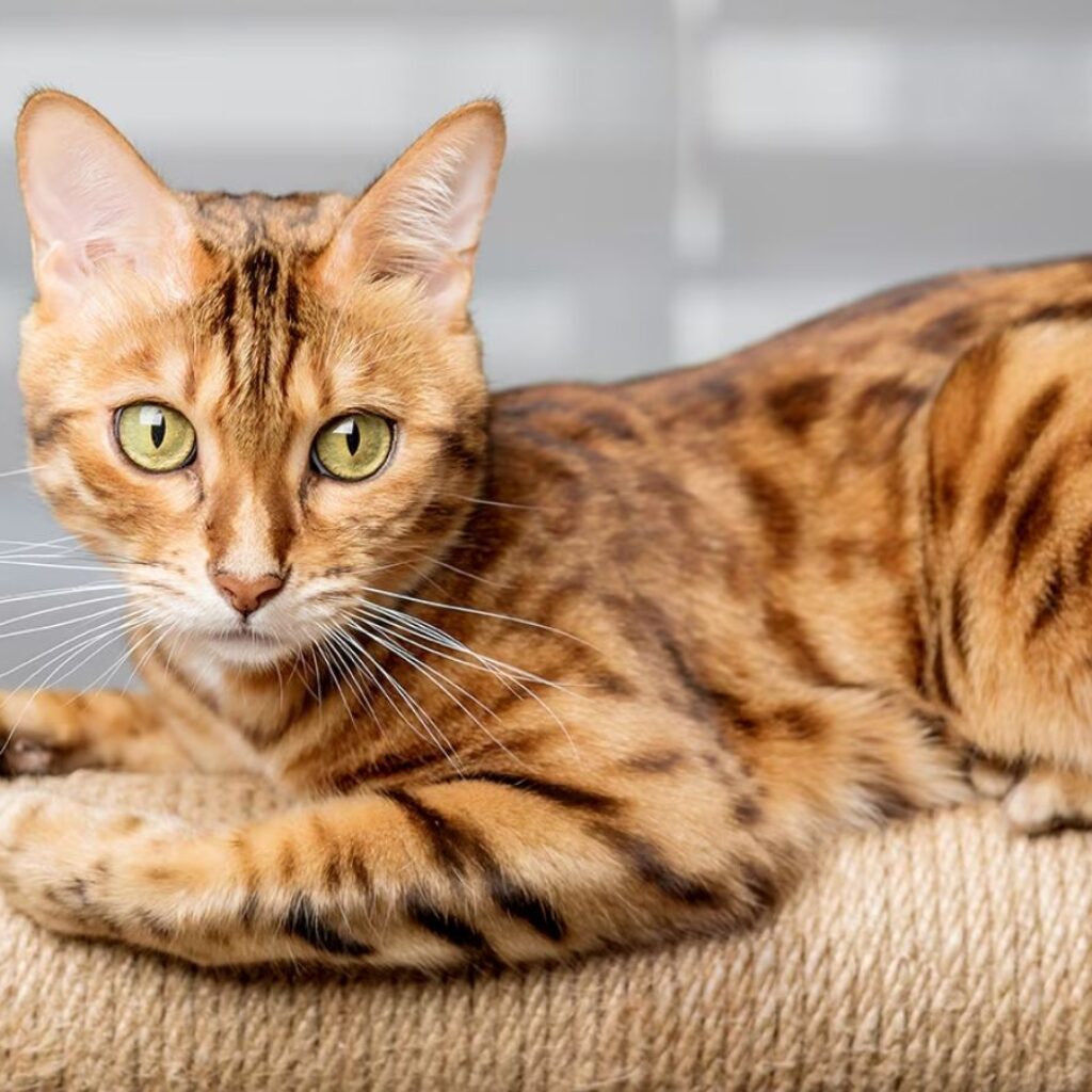 bengal-cat