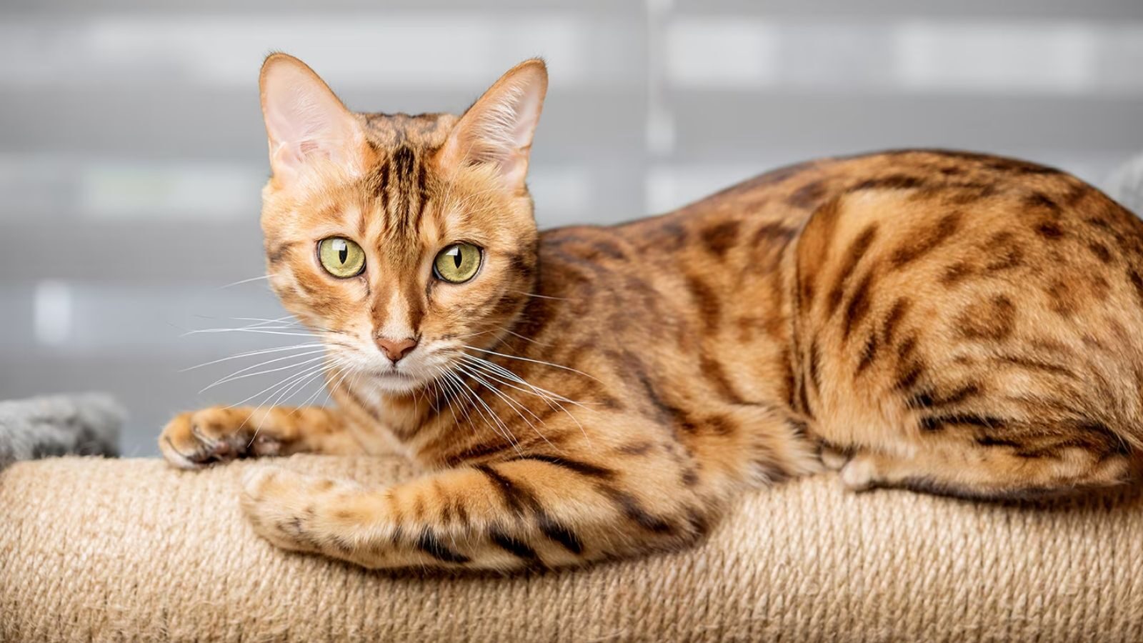 bengal-cat