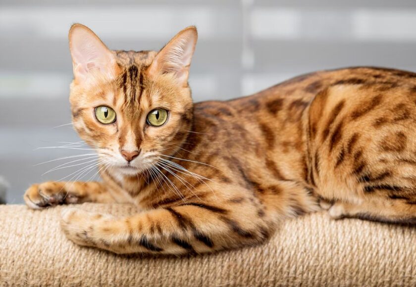 bengal-cat