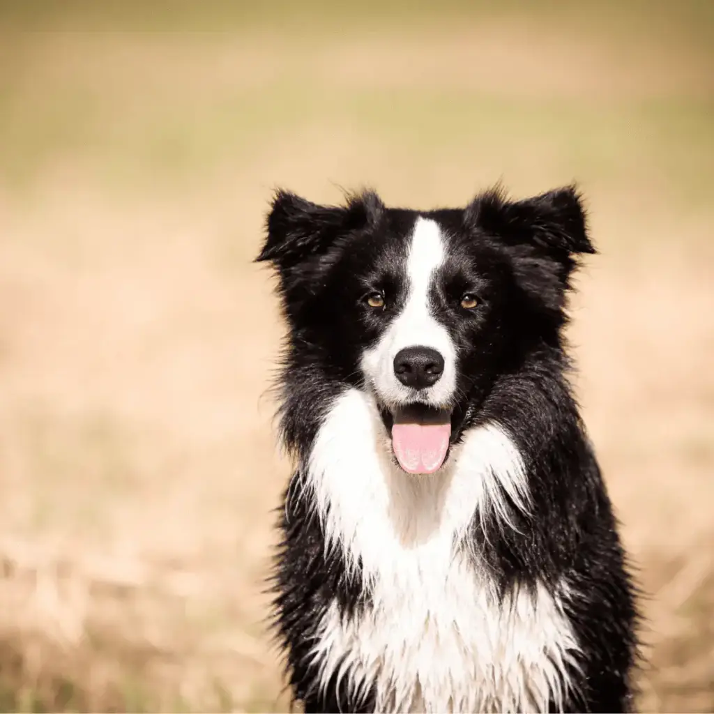 border-collie