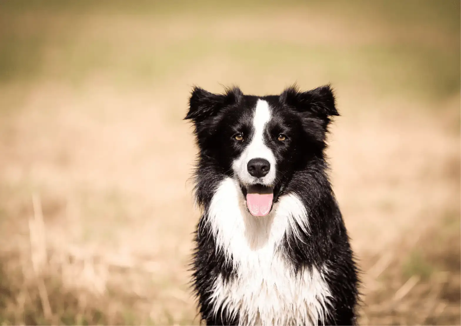 border-collie