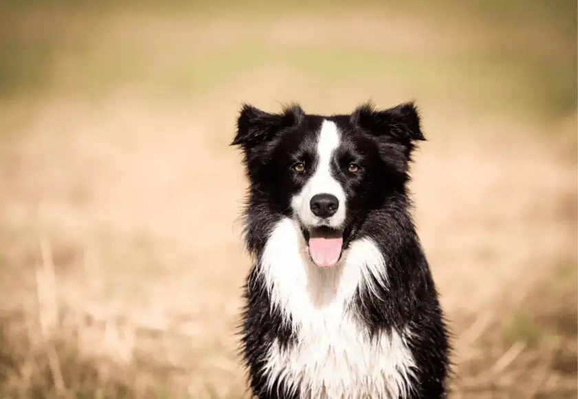 border-collie