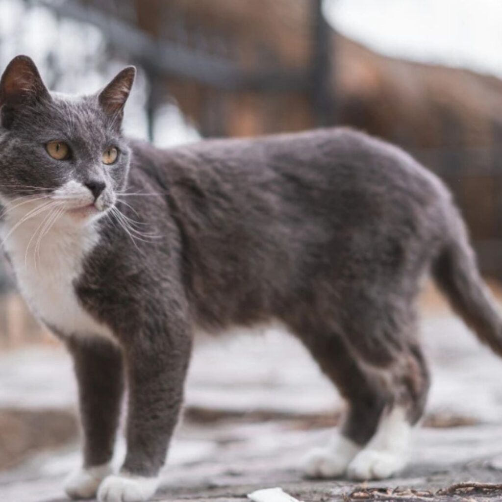 brazilian-shorthair