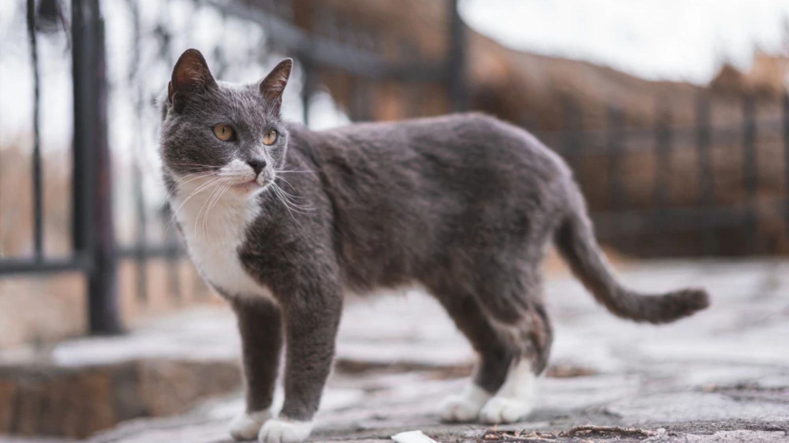 brazilian-shorthair