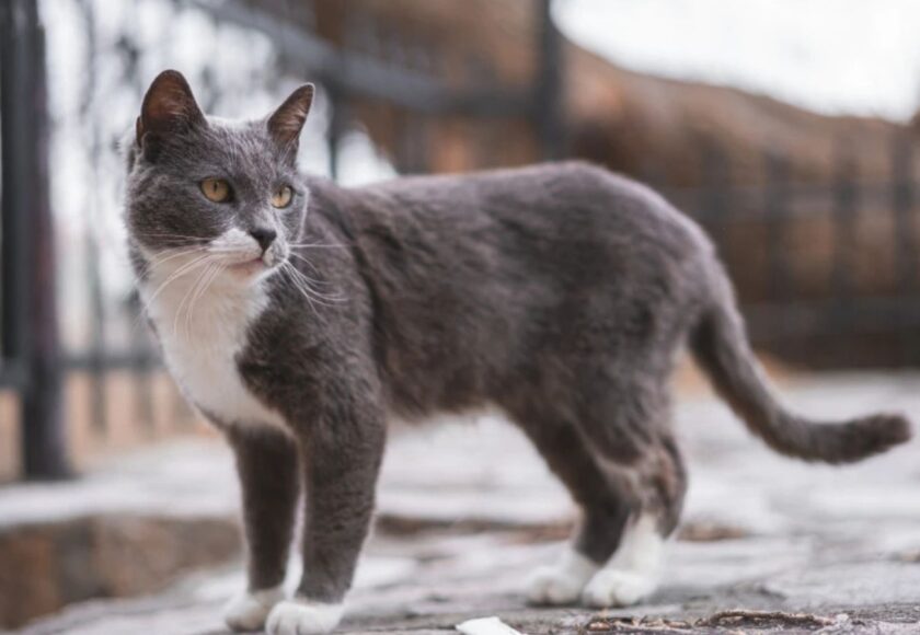 brazilian-shorthair