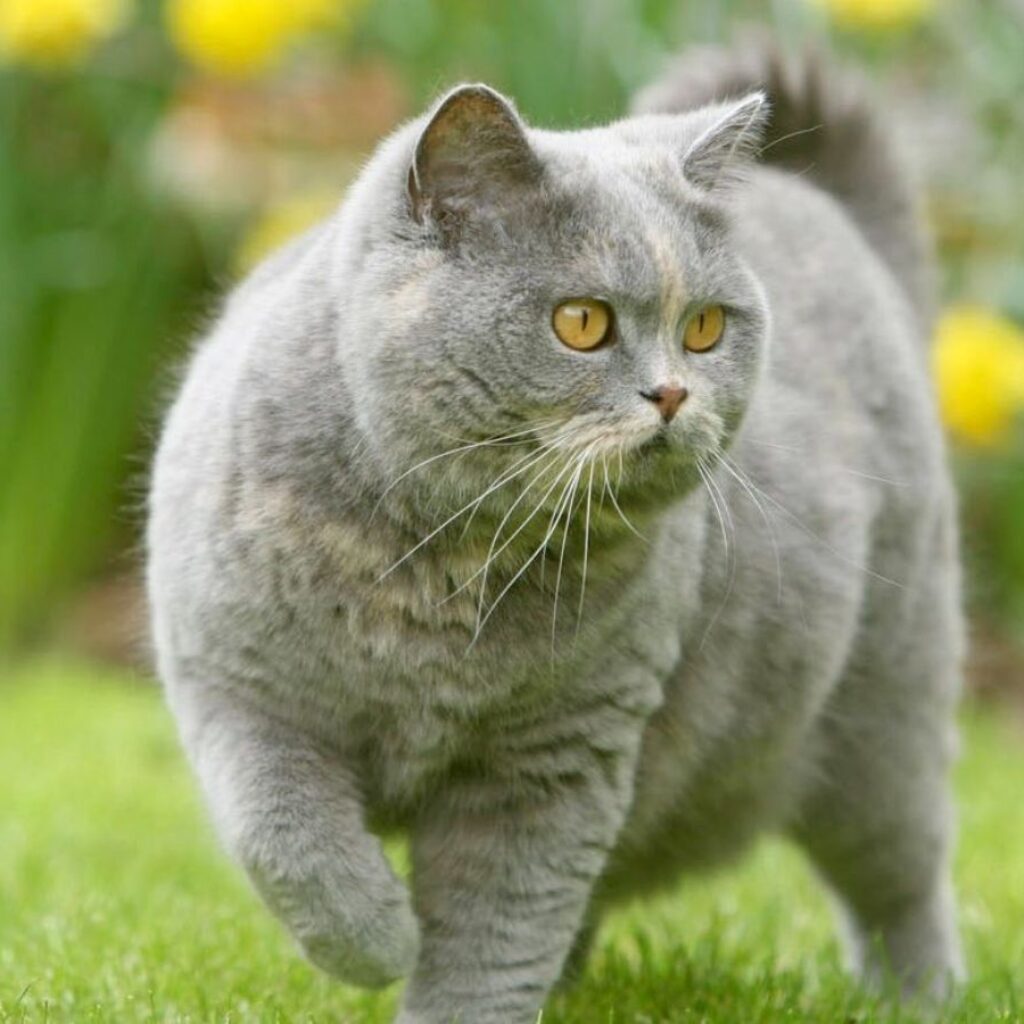 british-shorthair