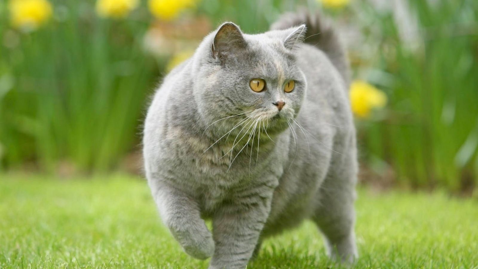 british-shorthair