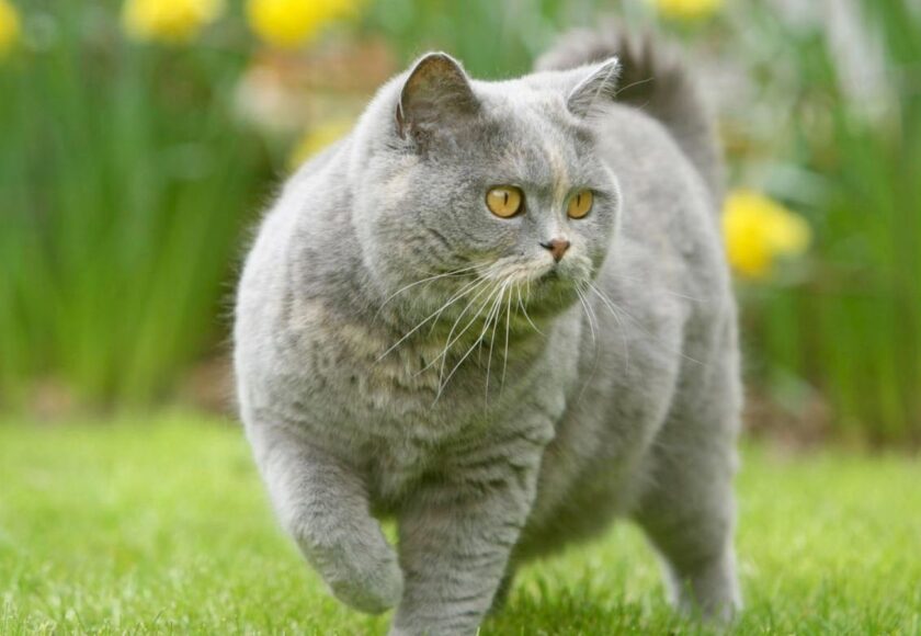 british-shorthair