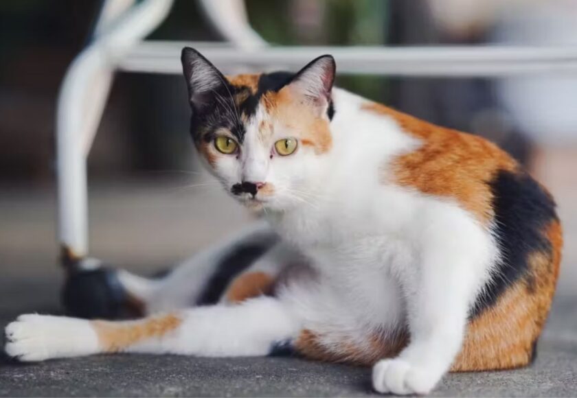 calico