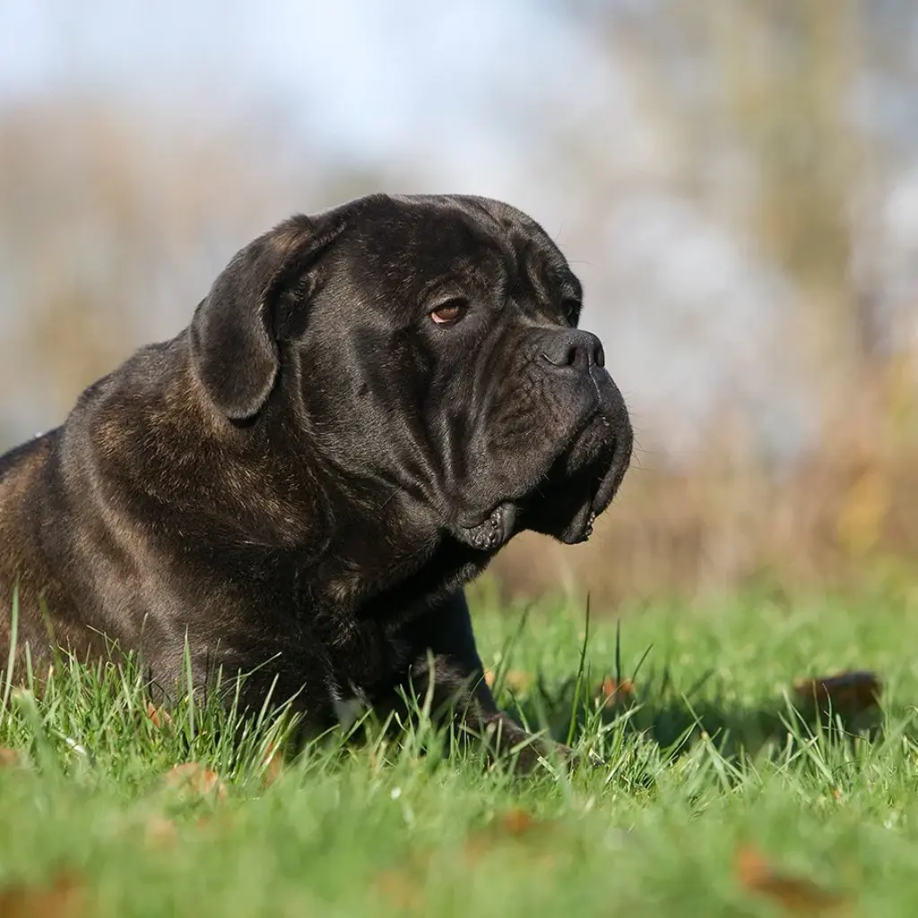 canecorso