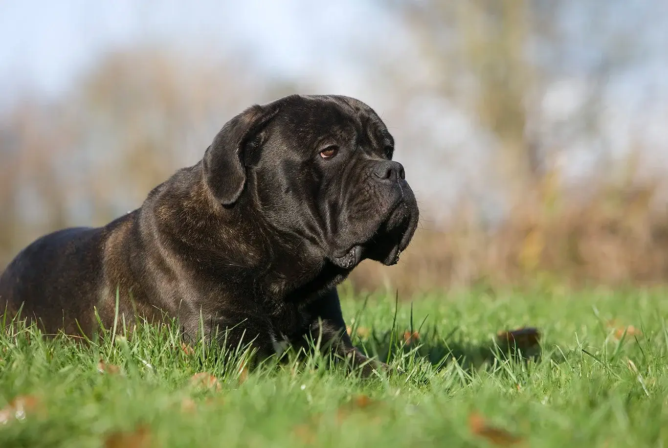 canecorso