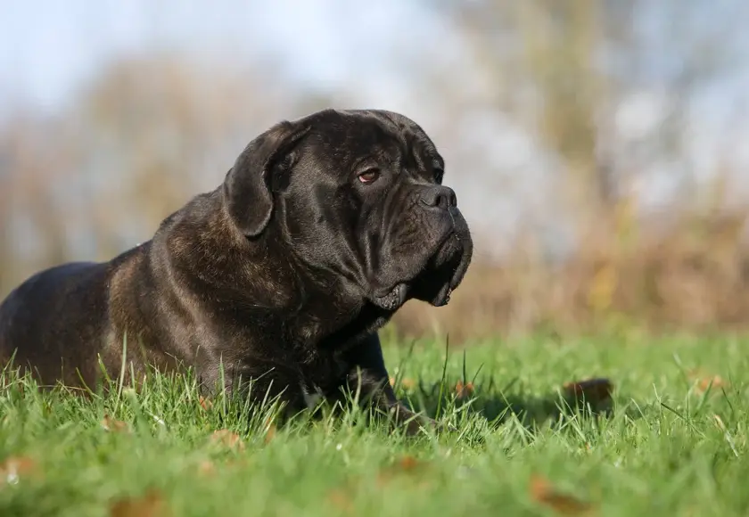 canecorso