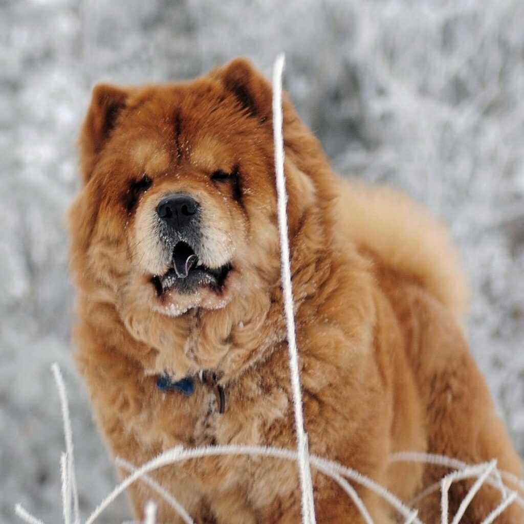 chow_chow_dog