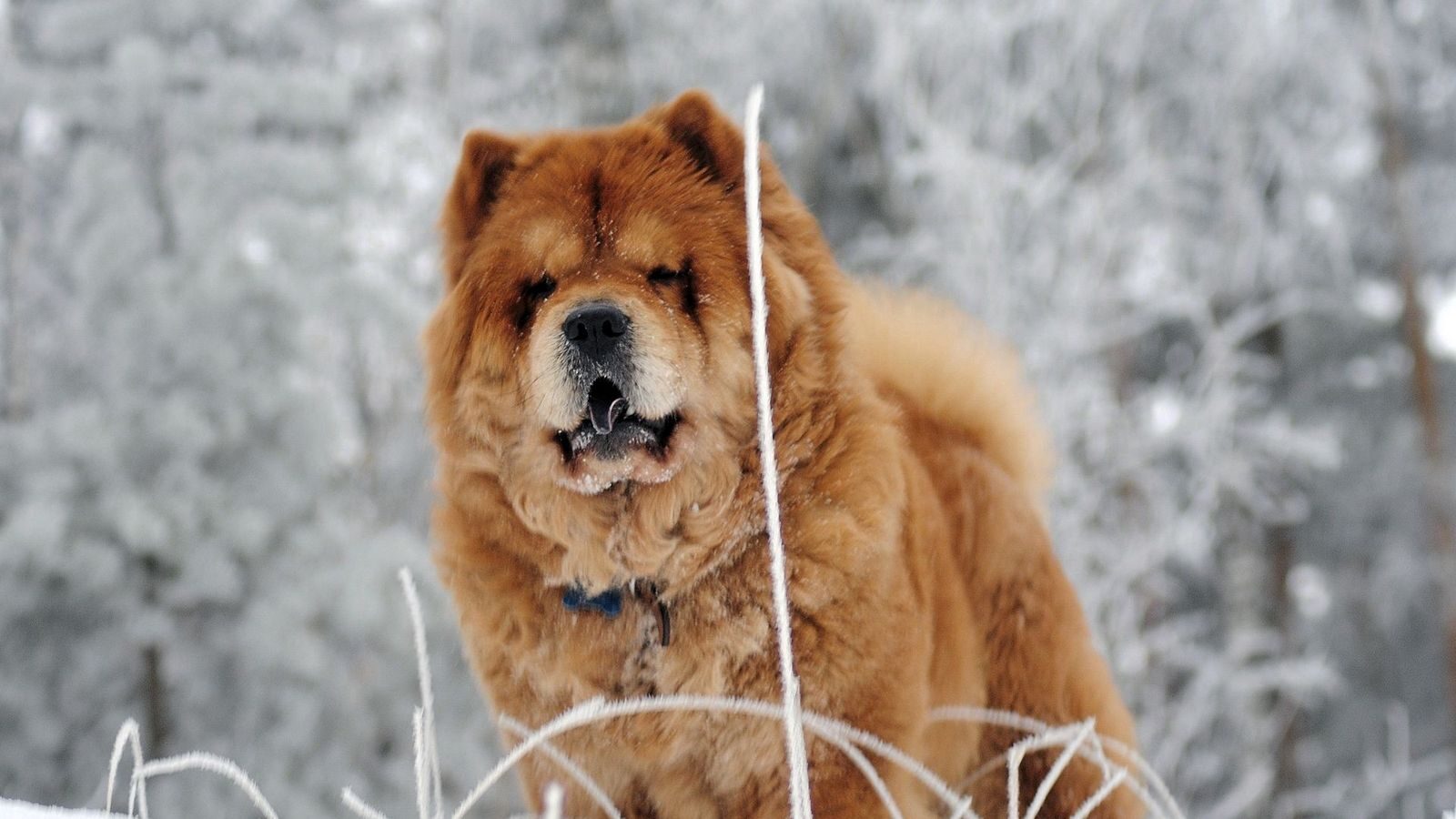 chow_chow_dog