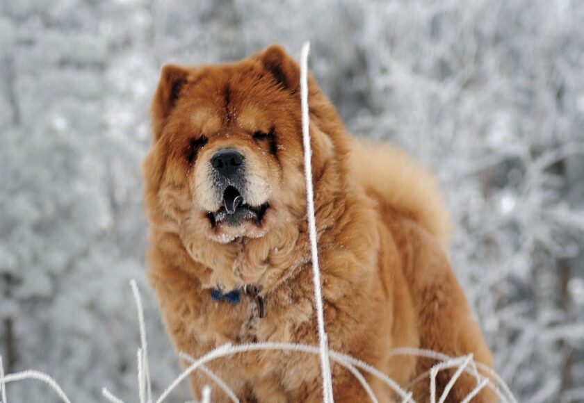 chow_chow_dog