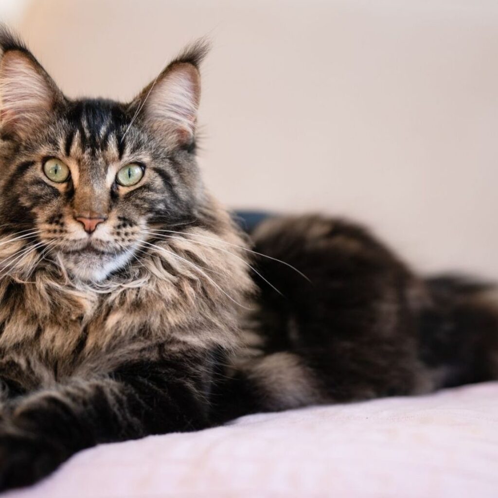 maine-coon-cat