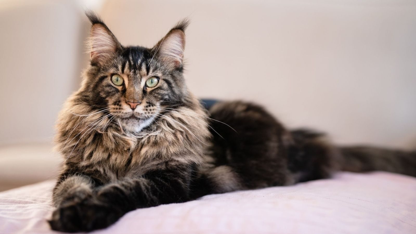 maine-coon-cat