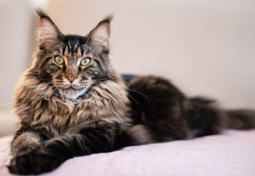 maine-coon-cat