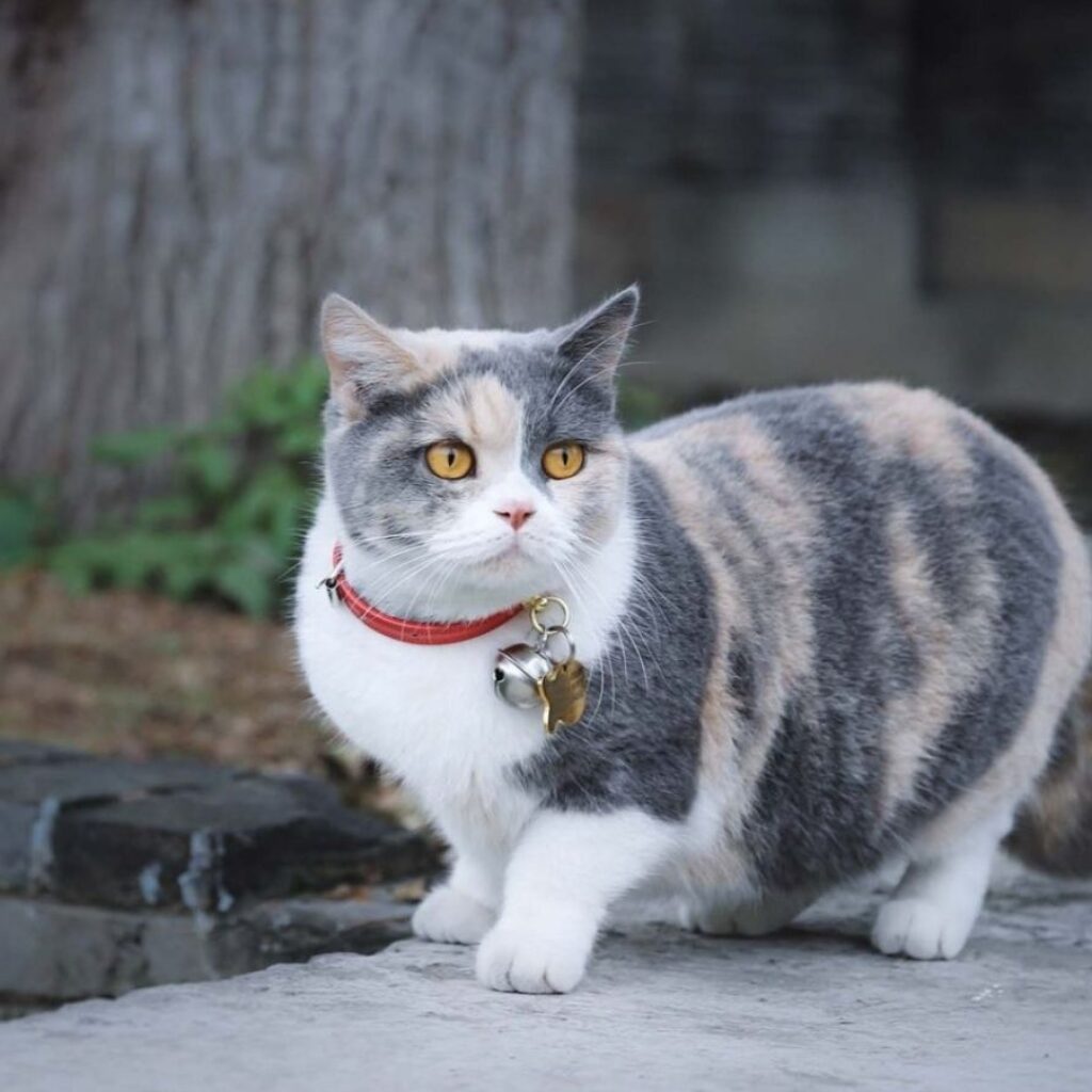 munchkin-cat