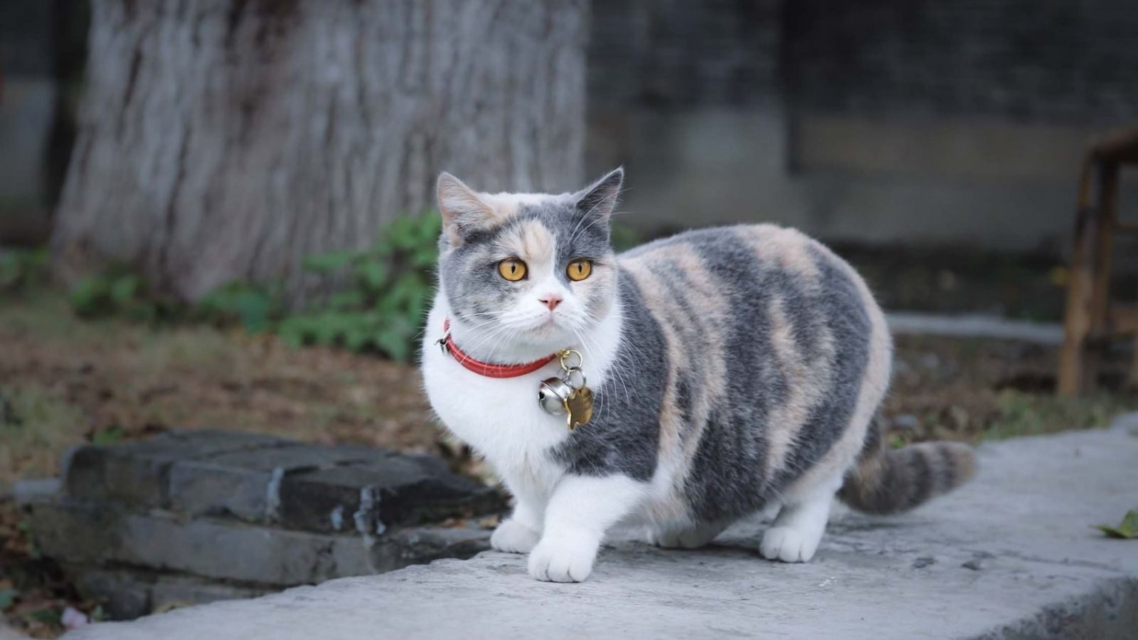 munchkin-cat