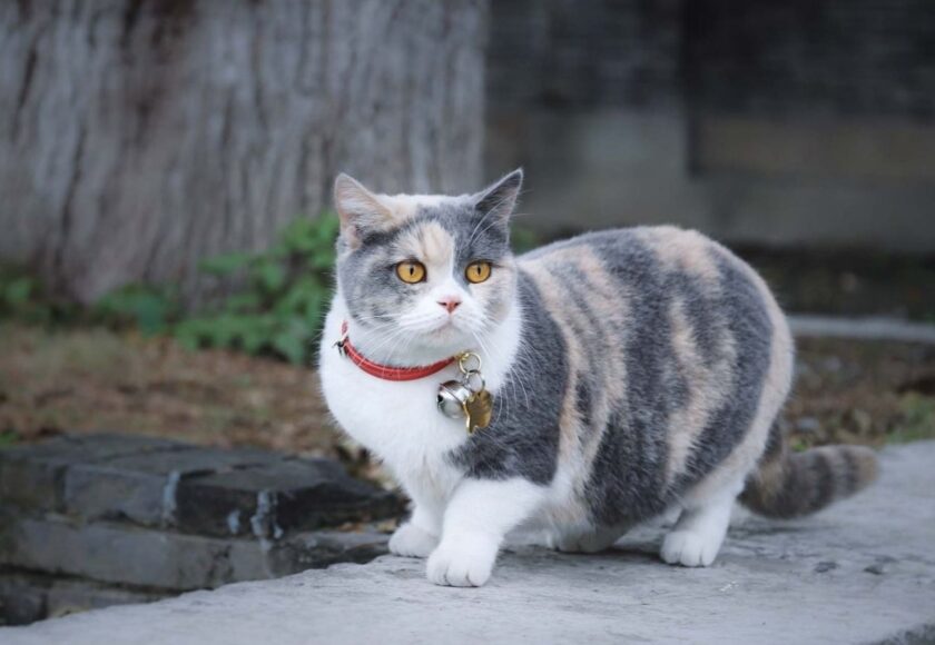 munchkin-cat