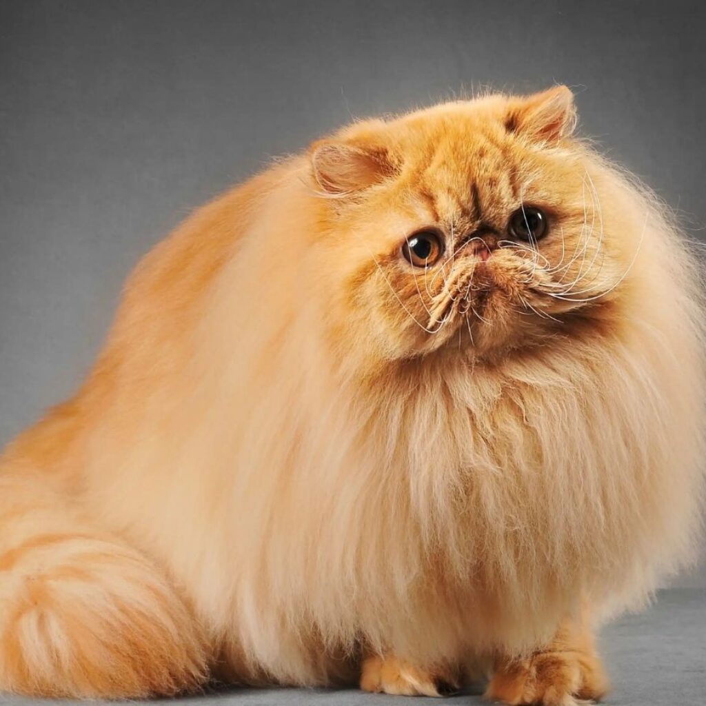 persian-cat