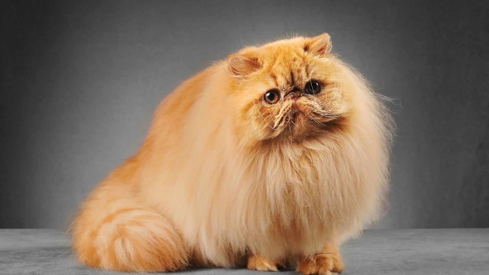 persian-cat