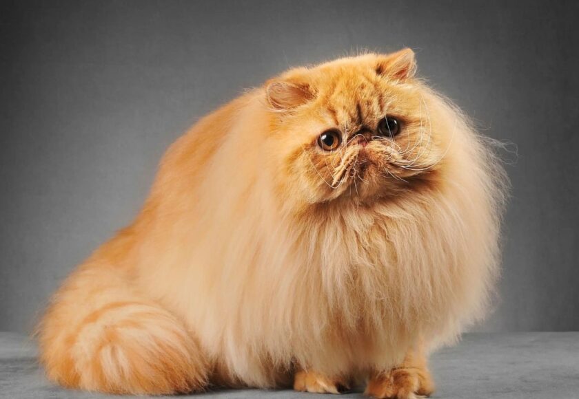 persian-cat