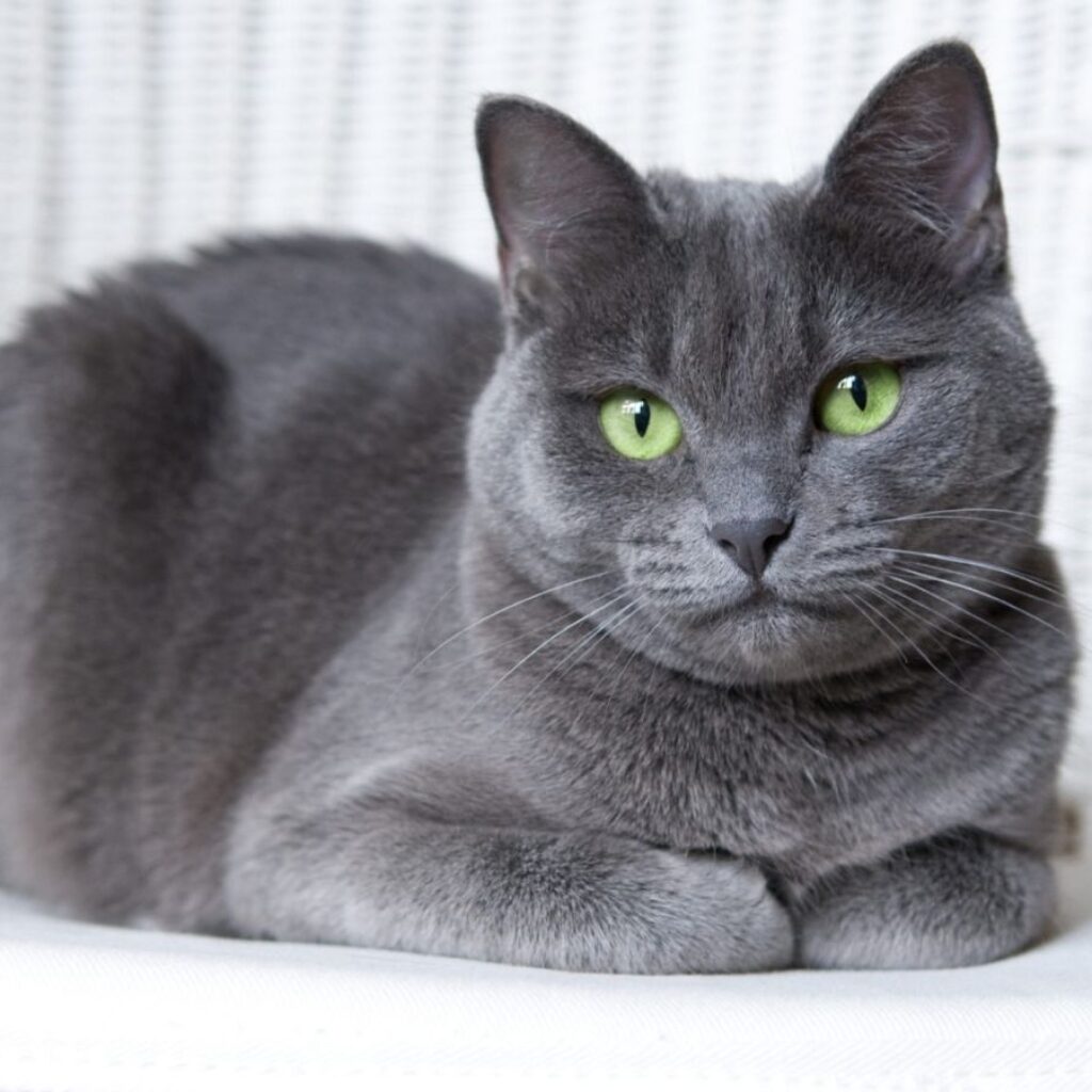 russian-blue-cat