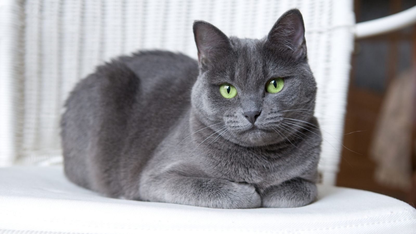 russian-blue-cat