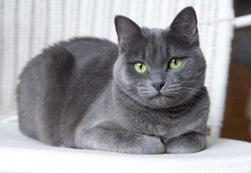 russian-blue-cat