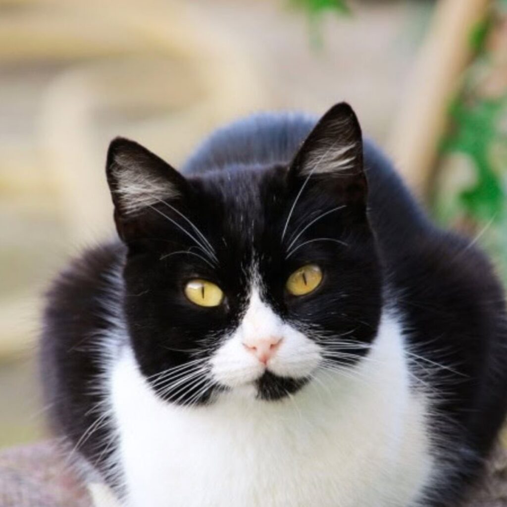 tuxedo-cat