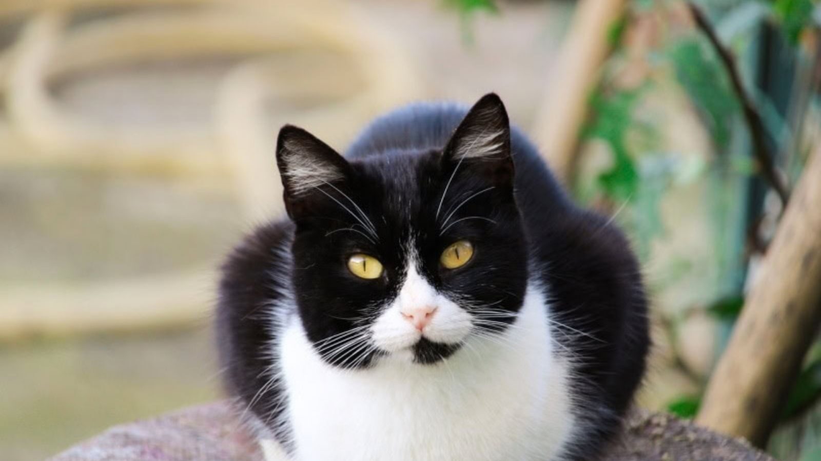 tuxedo-cat