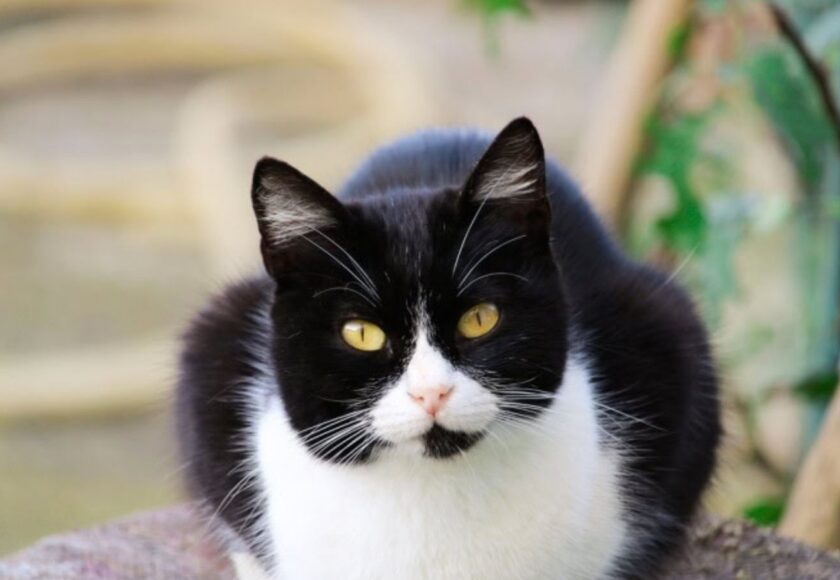 tuxedo-cat