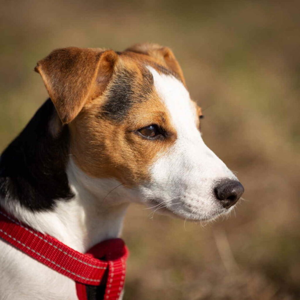 Jack-Russell-Terrier