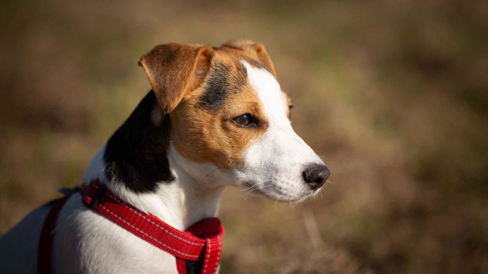 Jack-Russell-Terrier