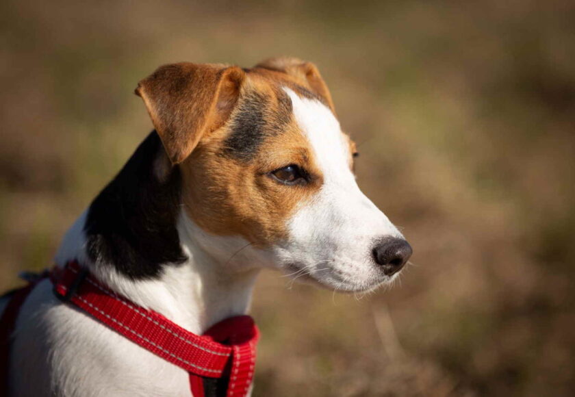 Jack-Russell-Terrier