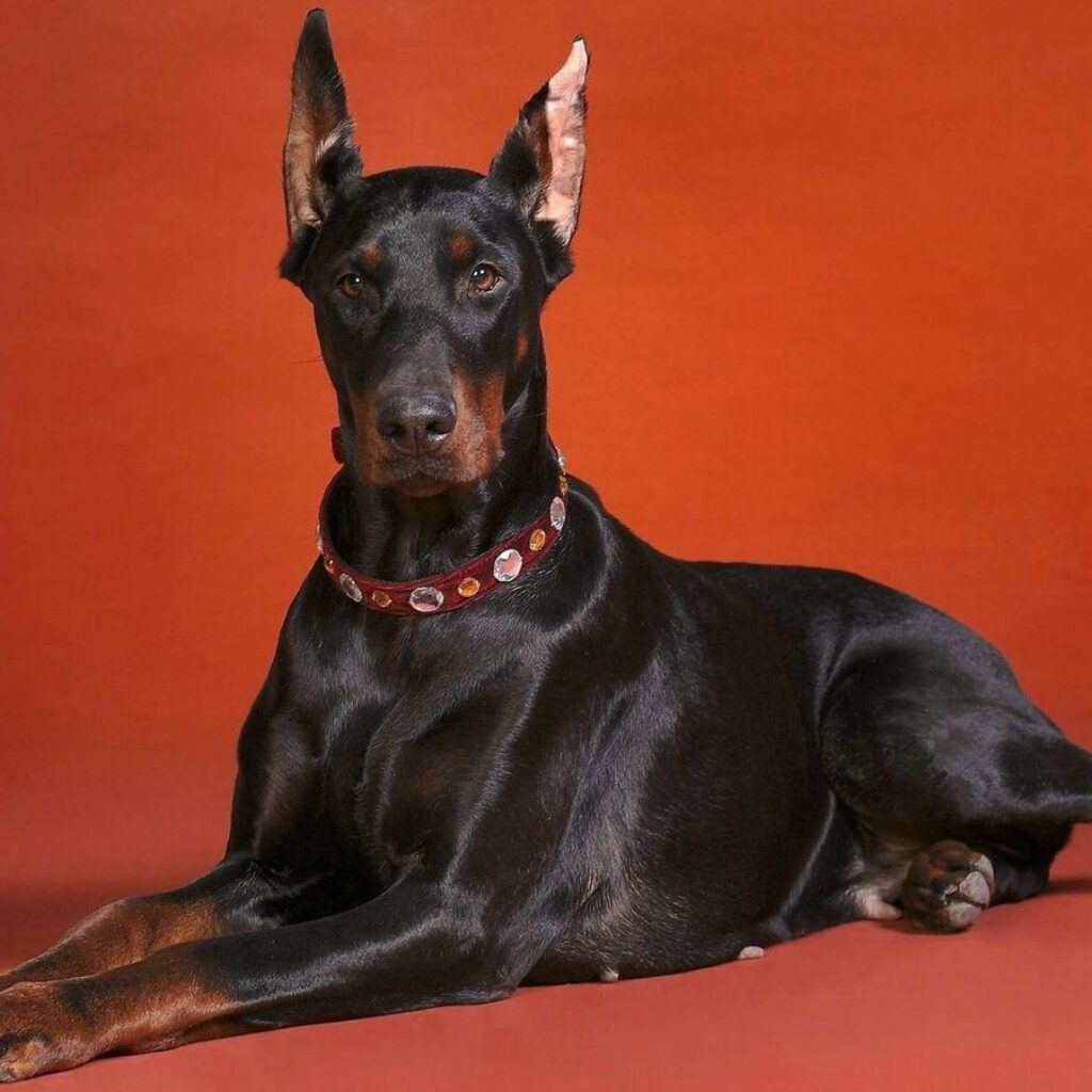 doberman