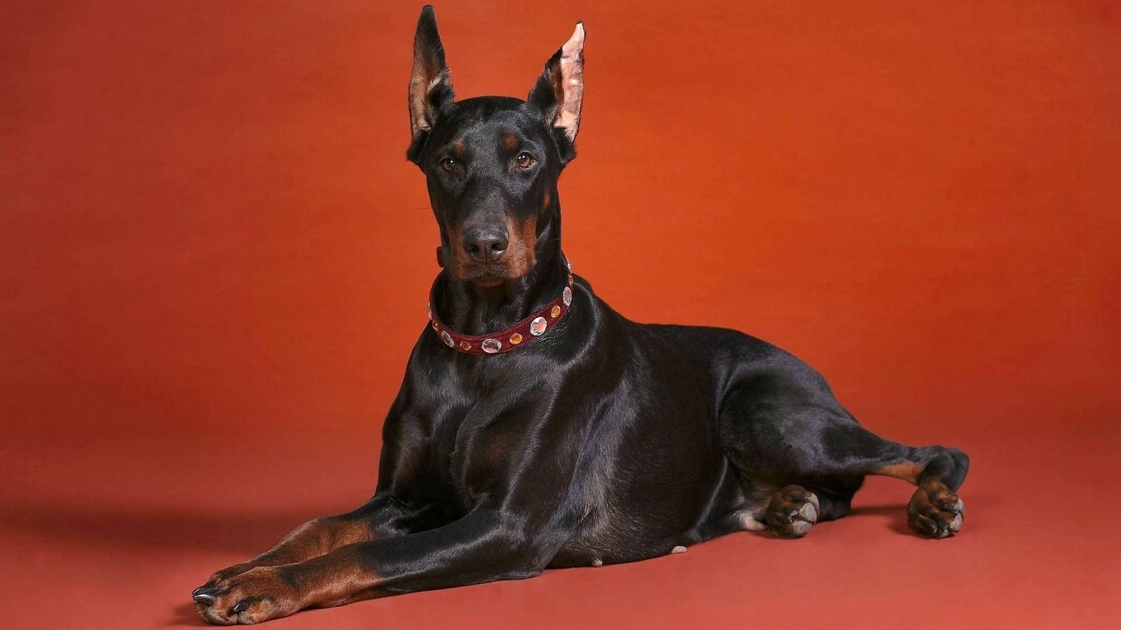 doberman