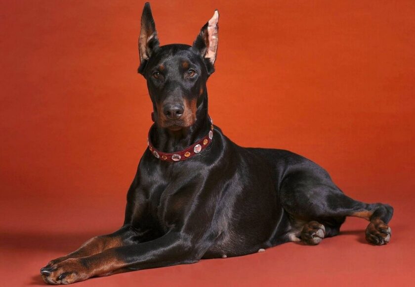 doberman