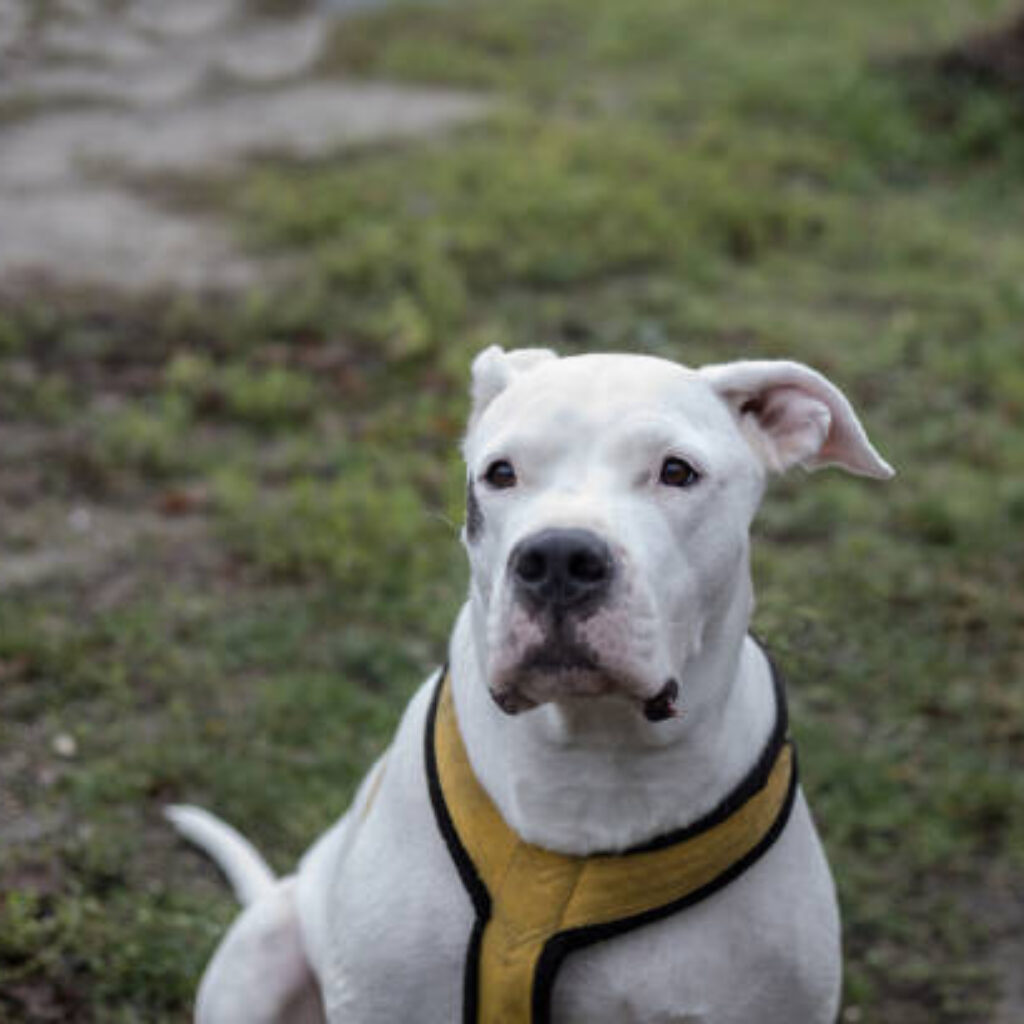 Portrait Of Dogo Argentino Outdoor,Headshot Of White Dog With Yellow Collar , Looking Away, Selective Focus